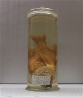 藏品(川紋笛鯛)的圖片